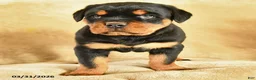 Rottweiler dogs for sale: Utah - Ad 2