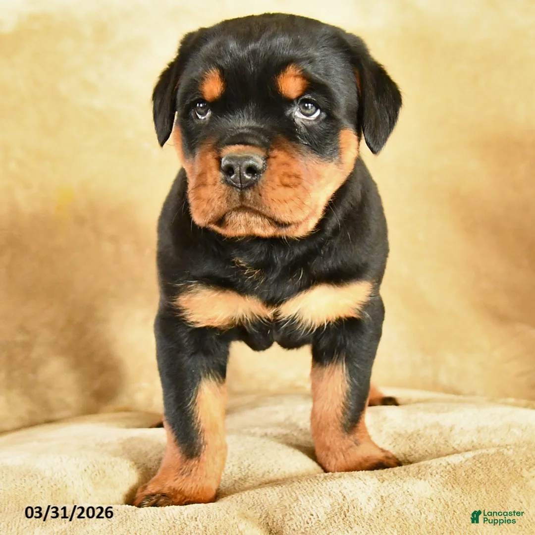 Rottweiler dogs for sale: Utah - Ad 2