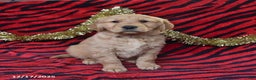 Golden Retriever dogs for sale: Raine - Ad 4