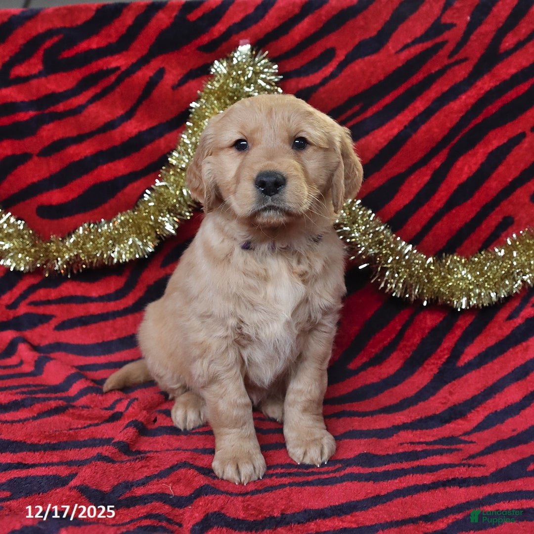 Golden Retriever dogs for sale: Raine - Ad 4