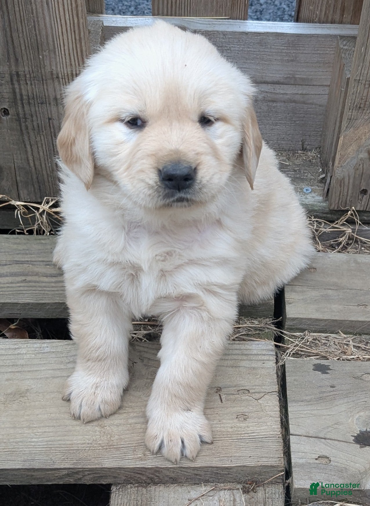 Golden Retriever dogs Coco - Ad 6