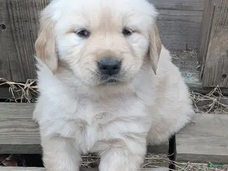 Golden Retriever dogs Coco - Ad 33
