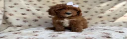 Cavapoo dogs for sale: Lettie - Ad 3