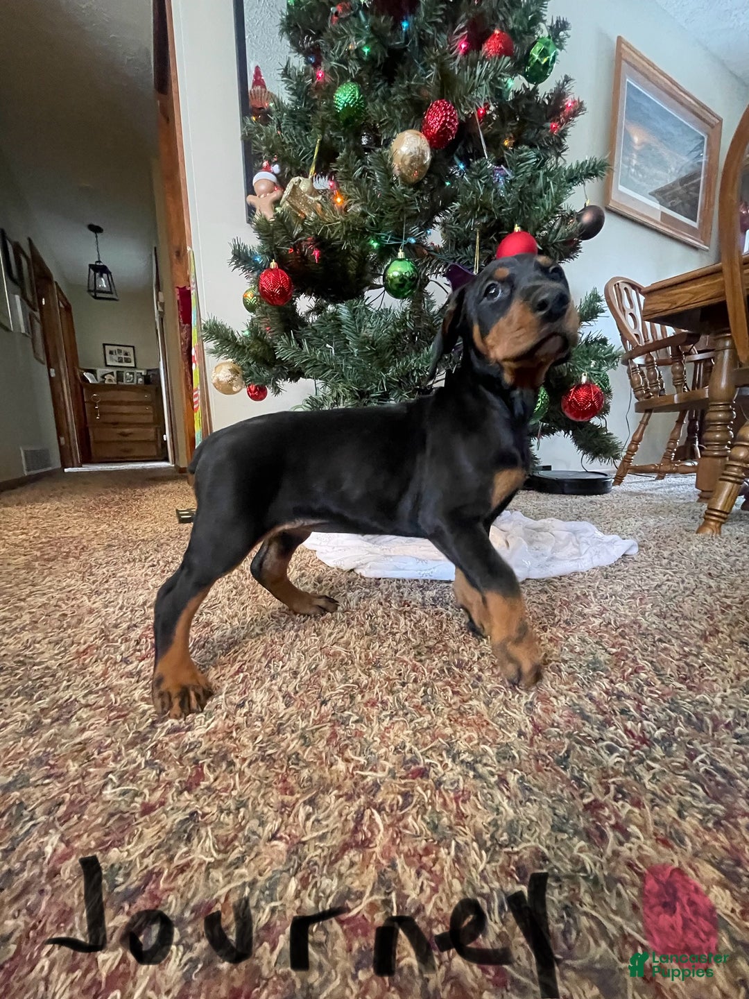 Doberman Pinscher dogs for sale: Journey - Ad 2