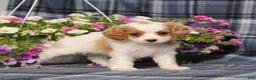 Cavapoo dogs for sale: BJ's Whisper - Ad 5