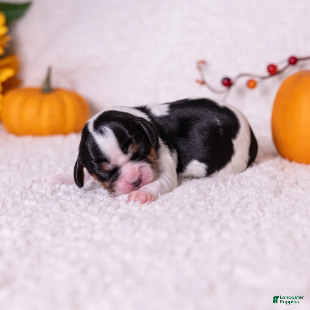 Cavalier King Charles Spaniel dogs for sale: Ezra - Ad 2