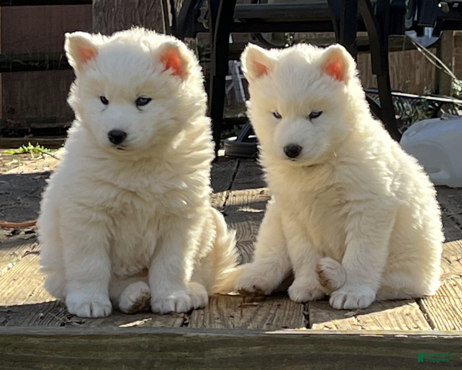 Siberian Husky dogs Siberian Husky Puppy 1 - Ad 1