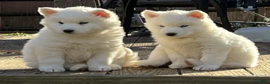 Siberian Husky Puppy 1