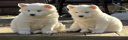 Siberian Husky dogs for sale: Siberian Husky Puppy 1 - Ad 1