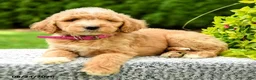 Mini Goldendoodle dogs for sale: Harley - Ad 5