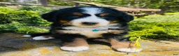 Bernedoodle dogs for sale: Cooper - Ultra Bernedoodle  - Ad 3