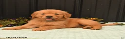 Golden Retriever dogs for sale: Banita - Ad 3