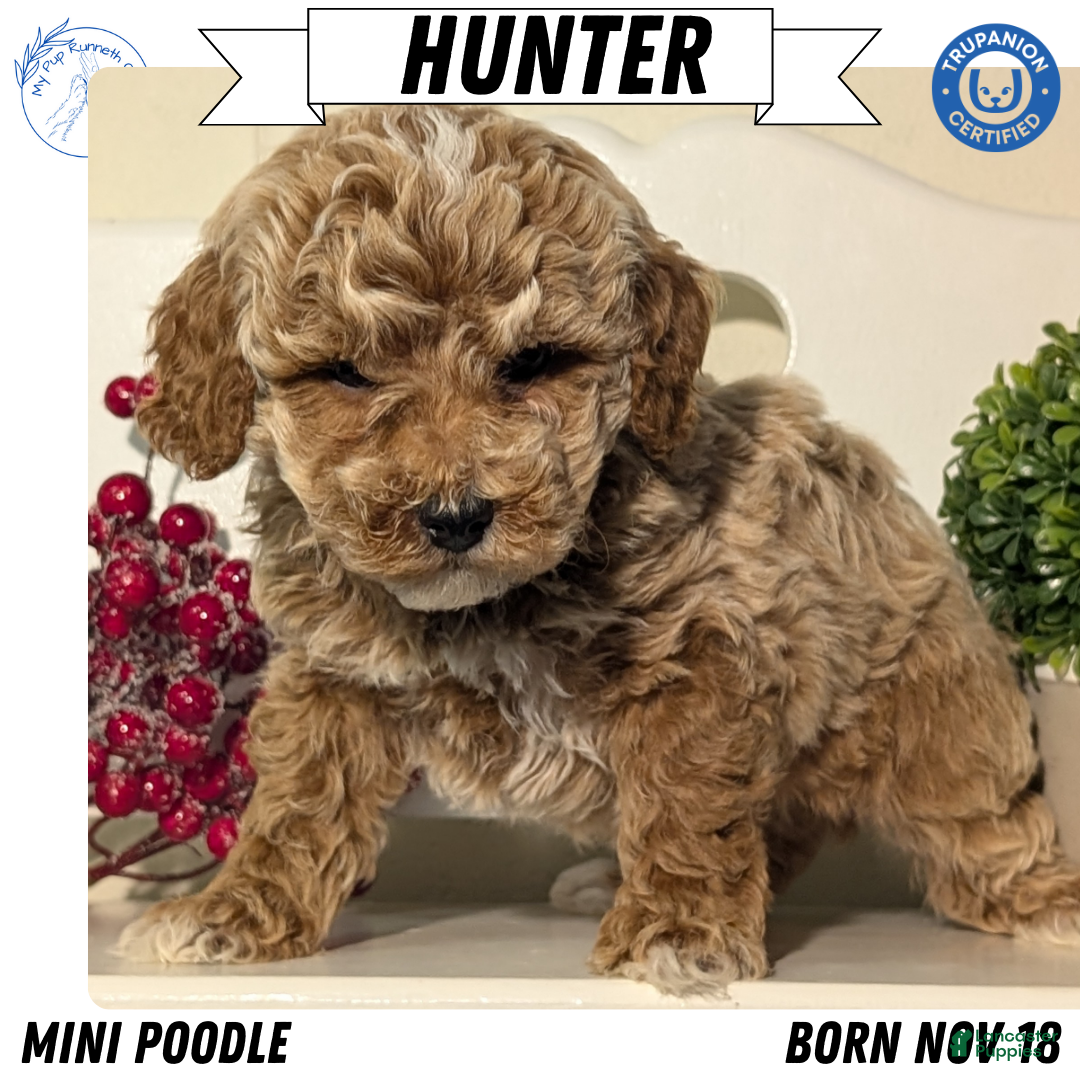 Miniature Poodle dogs Hunter  - Ad 6