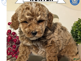 Miniature Poodle dogs Hunter - Ad 10