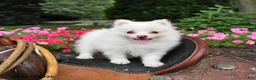 Pomeranian dogs for sale: Ranger - Ad 4