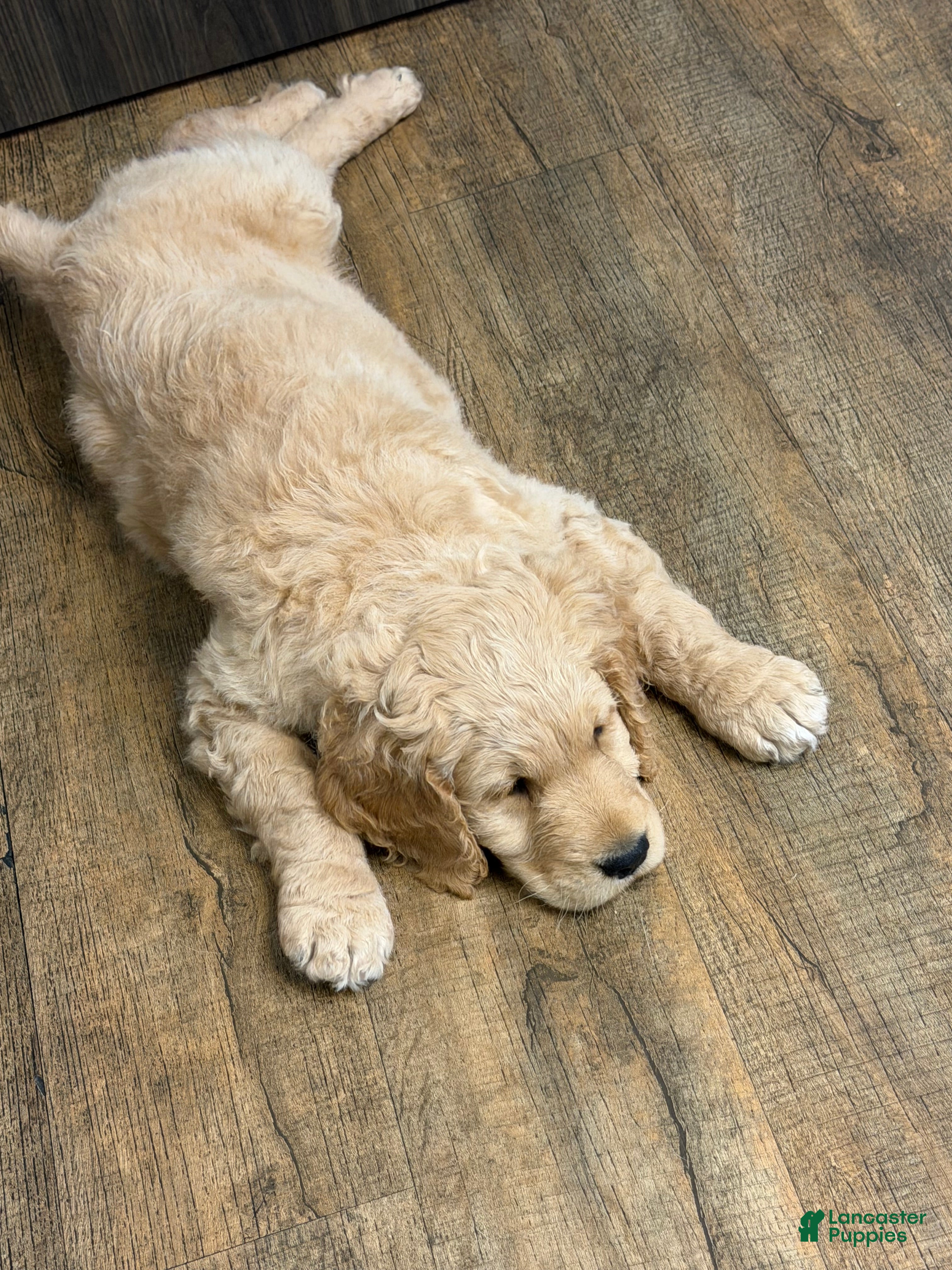 Goldendoodle dogs Rover - Ad 2