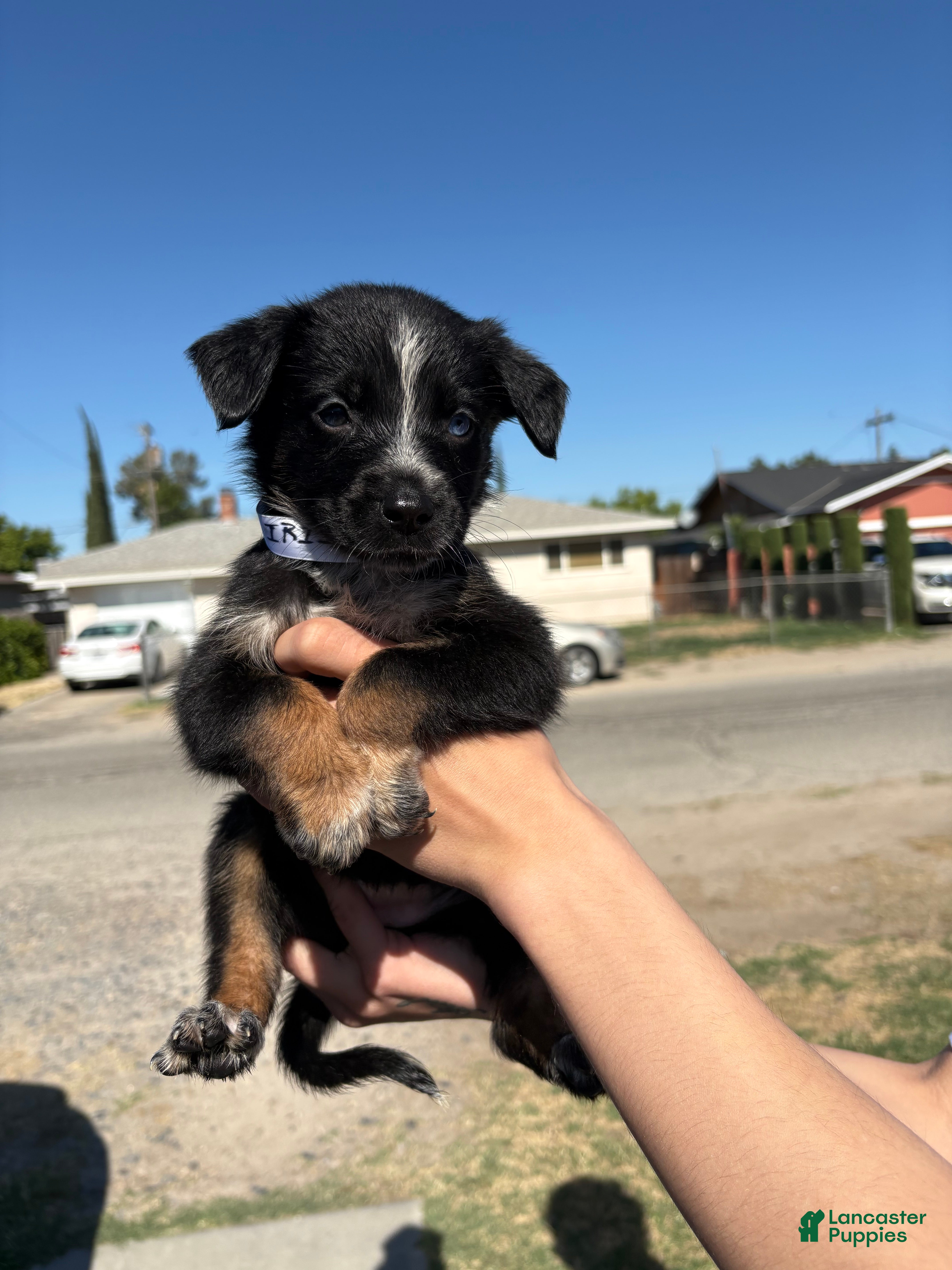 Mixed Breed dogs iris - Ad 42