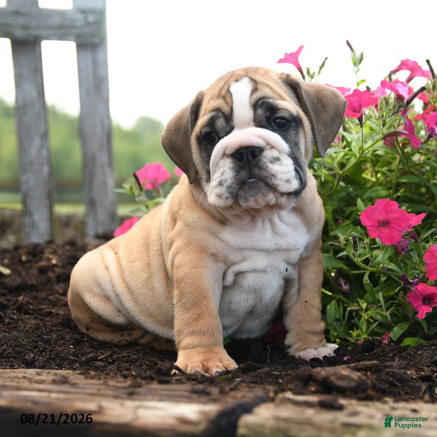 English Bulldog dogs Olaf - Ad 1