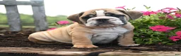 English Bulldog dogs for sale: Olaf - Ad 1