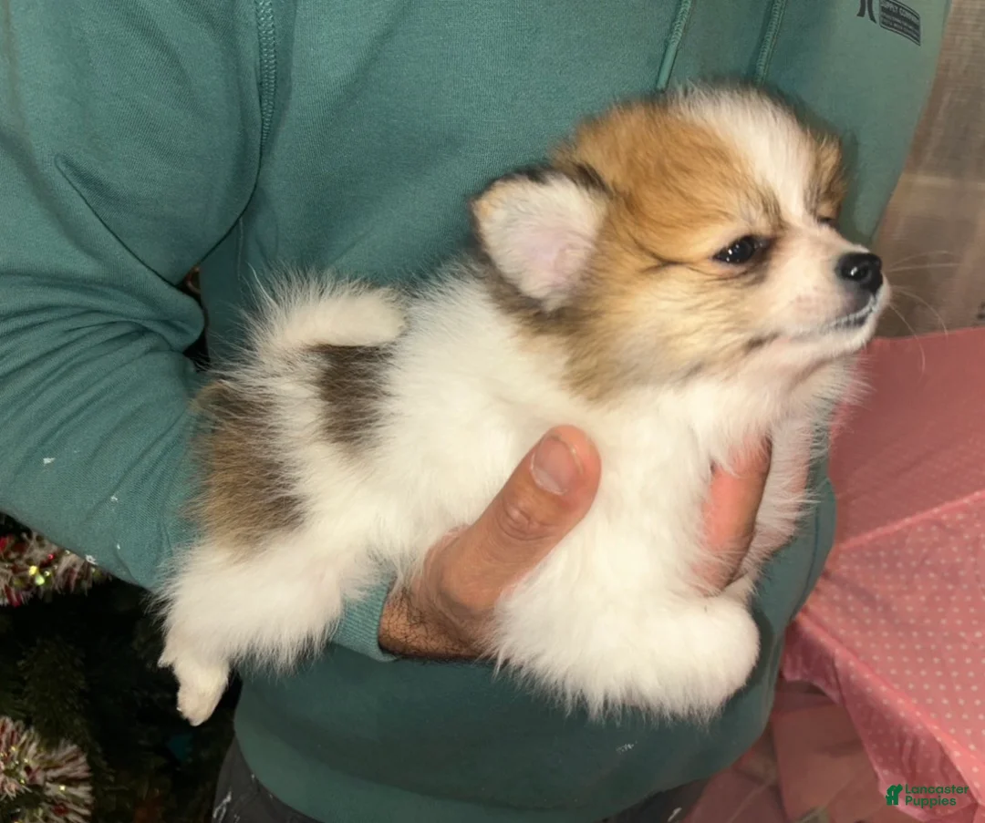 Pomeranian dogs for sale: Coco - Ad 2