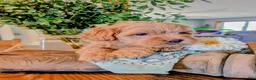 Cavapoo dogs for sale: Gingersnap  - Ad 3