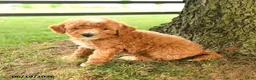 Mini Goldendoodle dogs for sale: Flynn - Ad 5