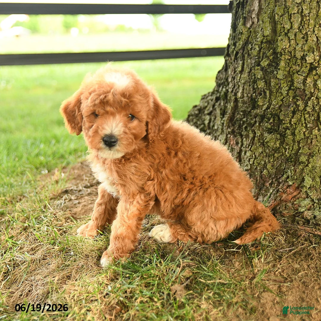 Mini Goldendoodle dogs for sale: Flynn - Ad 5