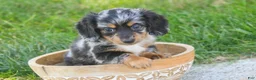 Miniature Dachshund dogs for sale: Belle Miniature Dachshund  - Ad 5