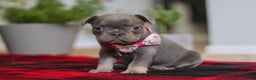 Frenchton dogs for sale: Ellie - Ad 3