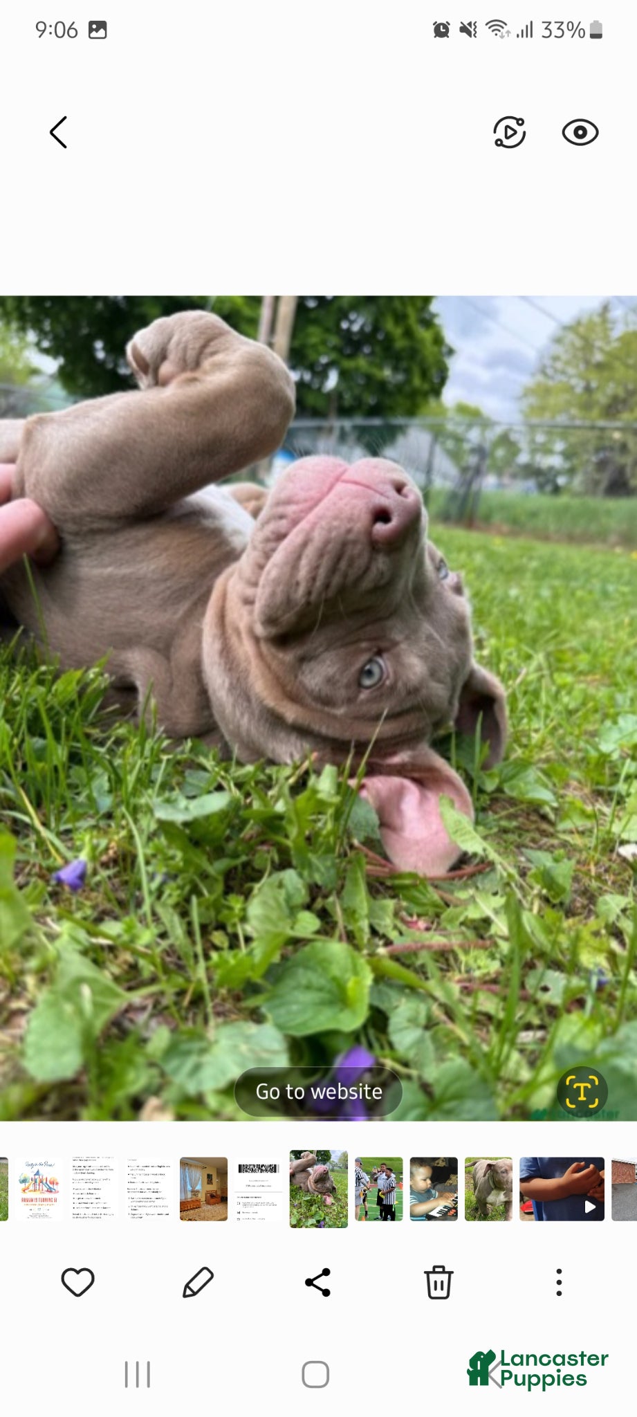 American Bully dogs for sale: American Bully Puppy 1 - Ad 4