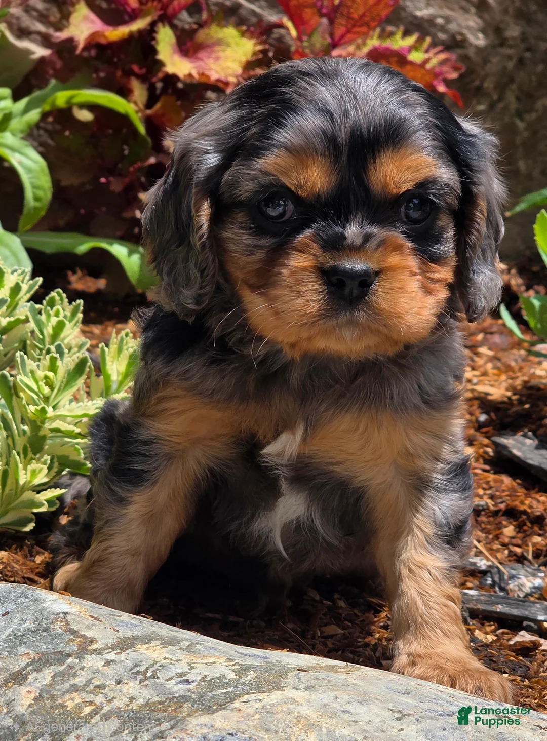 Cavalier King Charles Spaniel dogs for sale: Violet - Ad 1