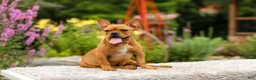 French Bulldog dogs for sale: Diesel - Ad 2
