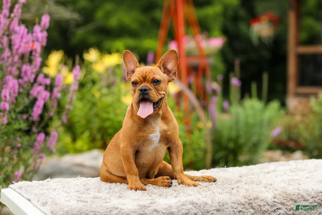 French Bulldog dogs for sale: Diesel - Ad 2