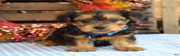 Yorkshire Terrier dogs for sale: Dasher - Ad 9