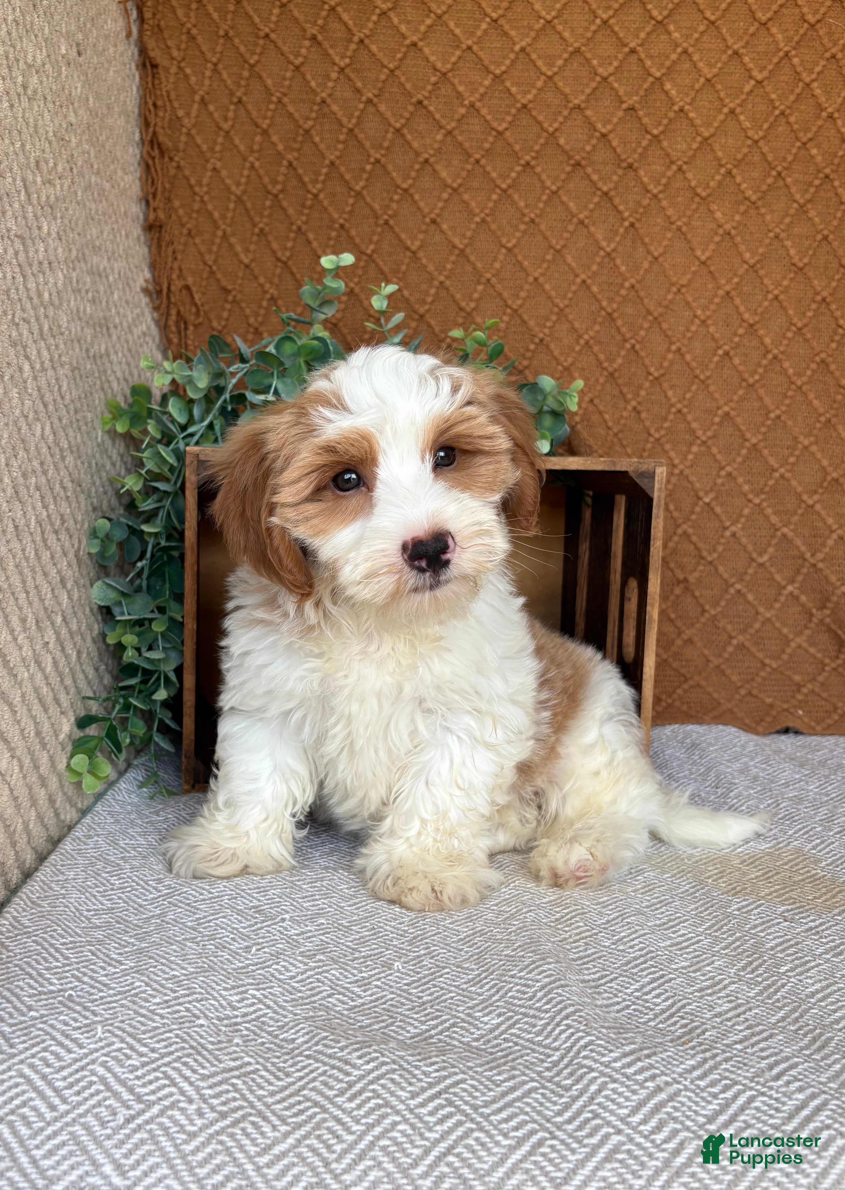 Havanese dogs Tank  - Ad 1