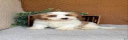 Havanese dogs for sale: Tank  - Ad 4