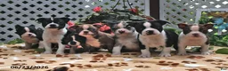 Boston Terrier dogs for sale: Leroy - Ad 5