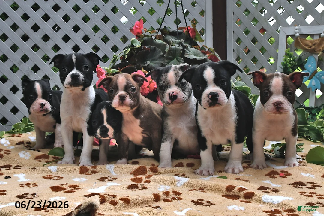 Boston Terrier dogs for sale: Leroy - Ad 5