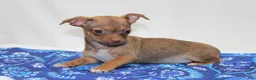 Chihuahua dogs for sale: Chihuahua 2 - Ad 3