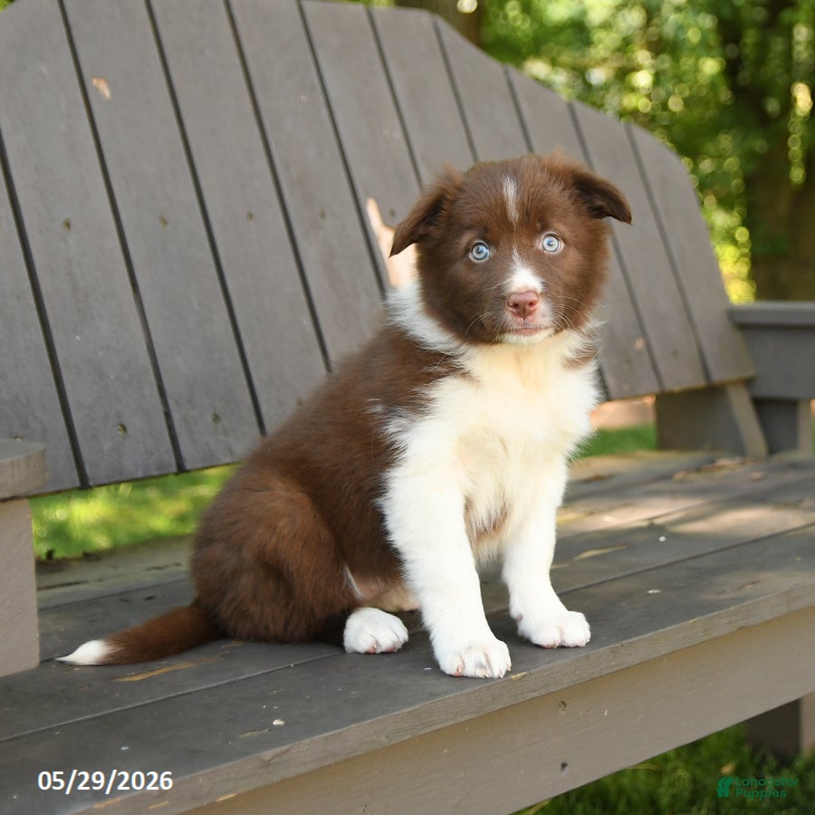 Border Collie dogs Macy - Ad 2
