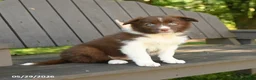 Border Collie dogs for sale: Macy - Ad 2