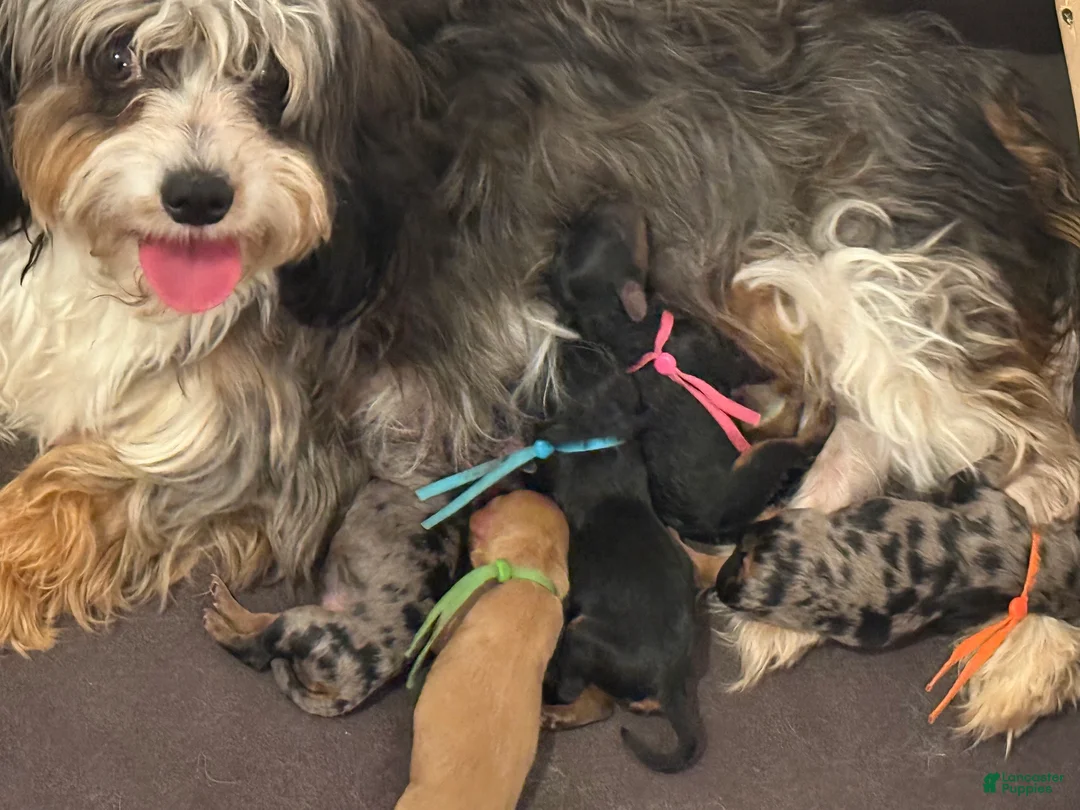 Cavapoo dogs for sale: Spruce - Ad 2