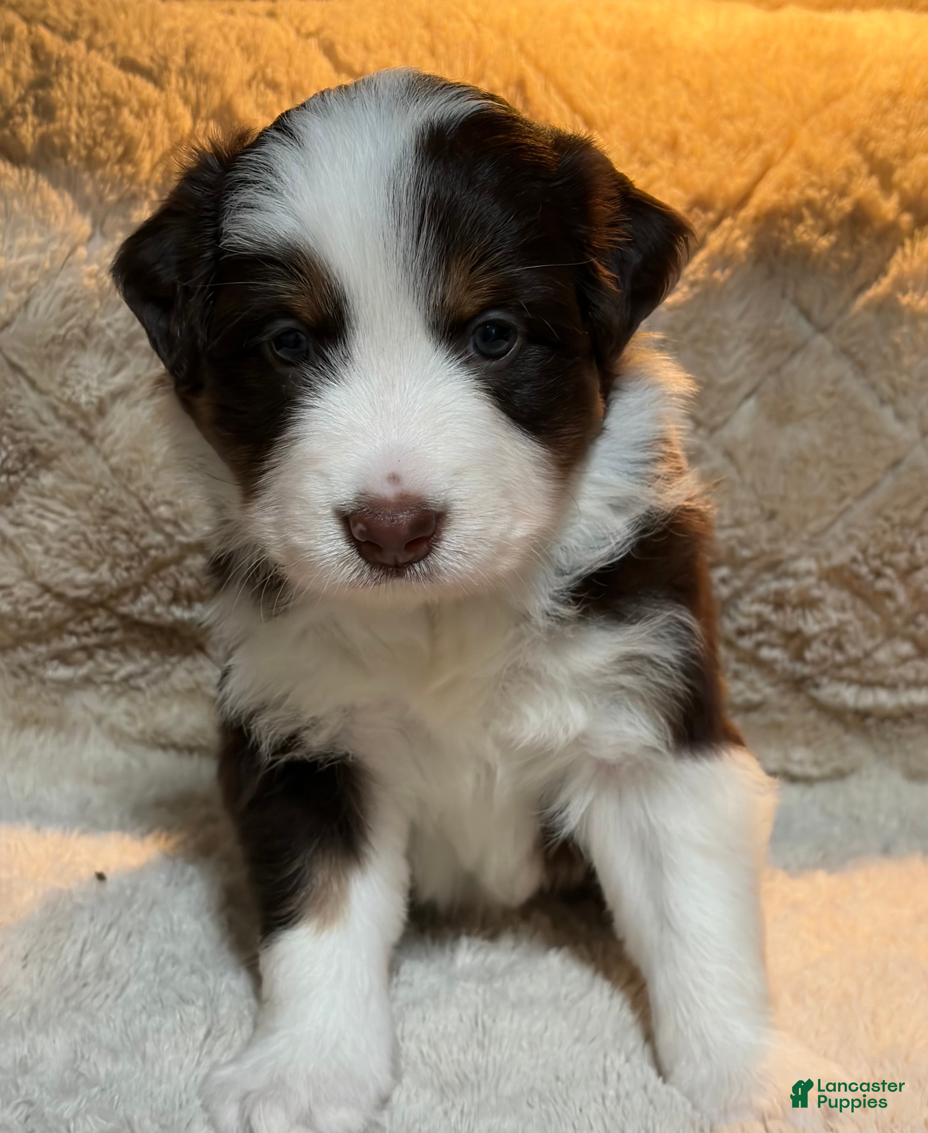 Australian Shepherd dogs Australian Shepherd 2 - Ad 21