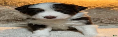 Australian Shepherd 2