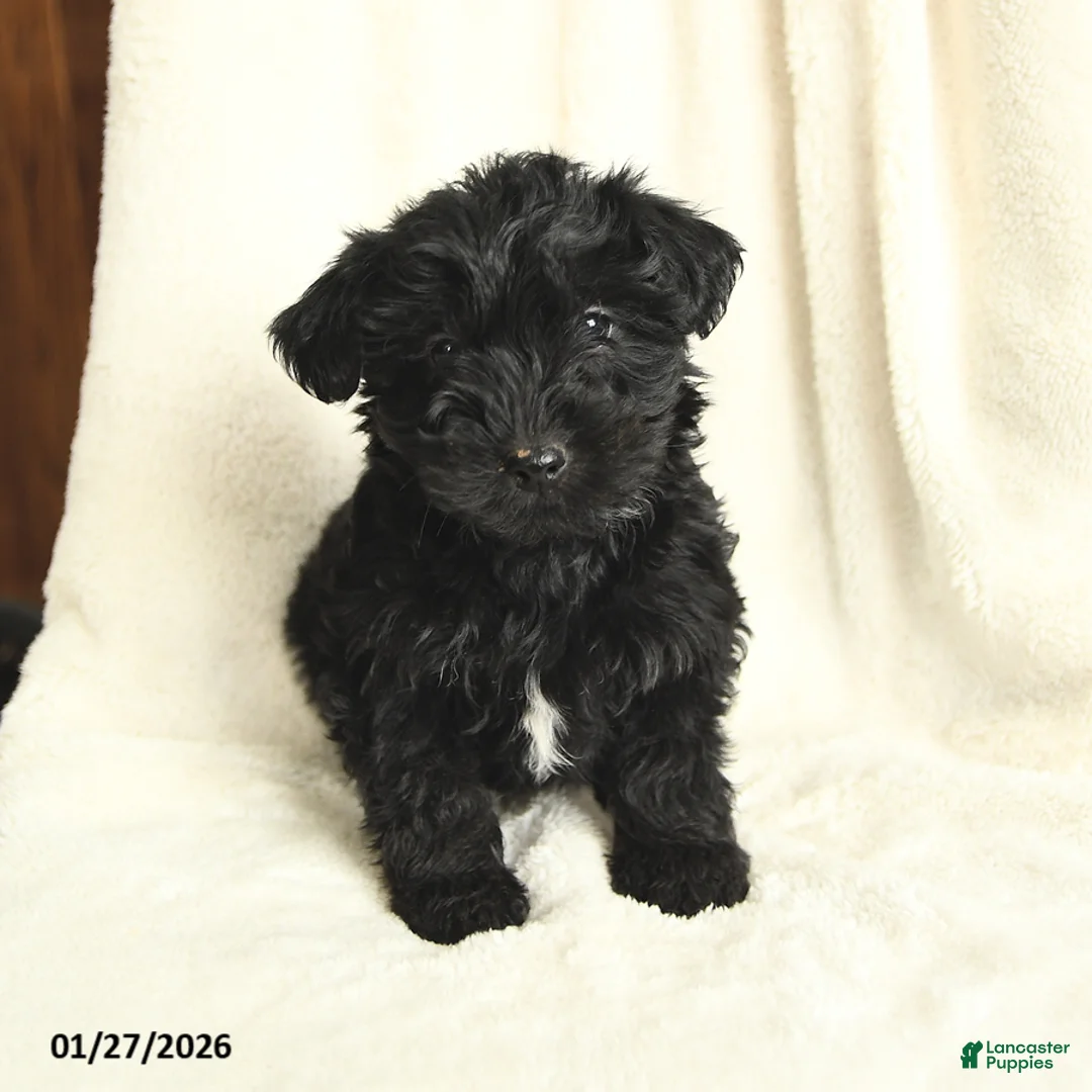 Yorkiepoo dogs for sale: Dallas - Ad 3