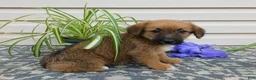 Corgipoo dogs for sale: Lincoln  - Ad 3