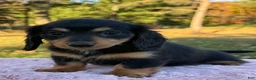 Miniature Dachshund dogs for sale: Emmy - Ad 3