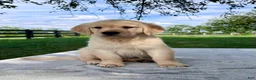 Golden Retriever dogs for sale: Georgia - Ad 4