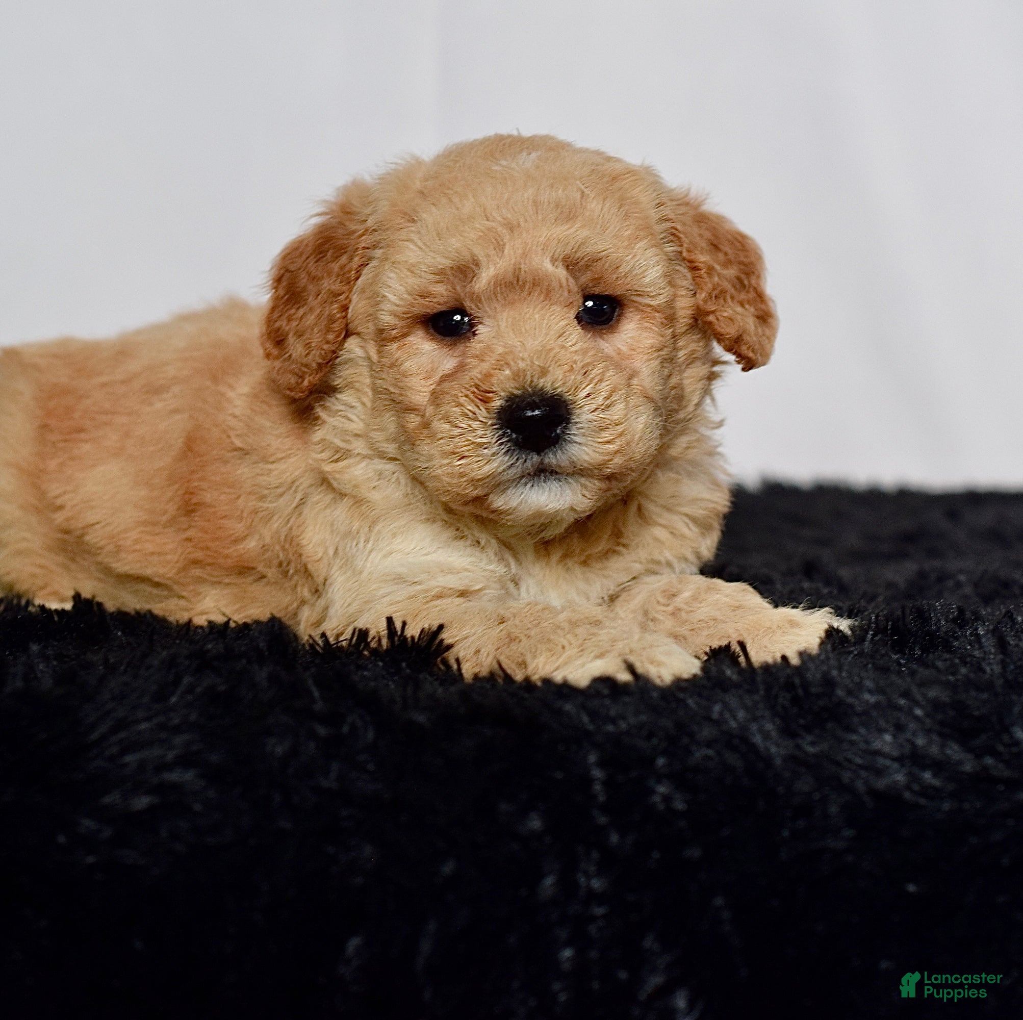 Mini Goldendoodle dogs for sale: Mr. Kane - Ad 8