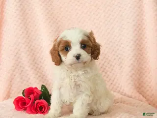 Cavapoo dogs Daisy - Ad 7
